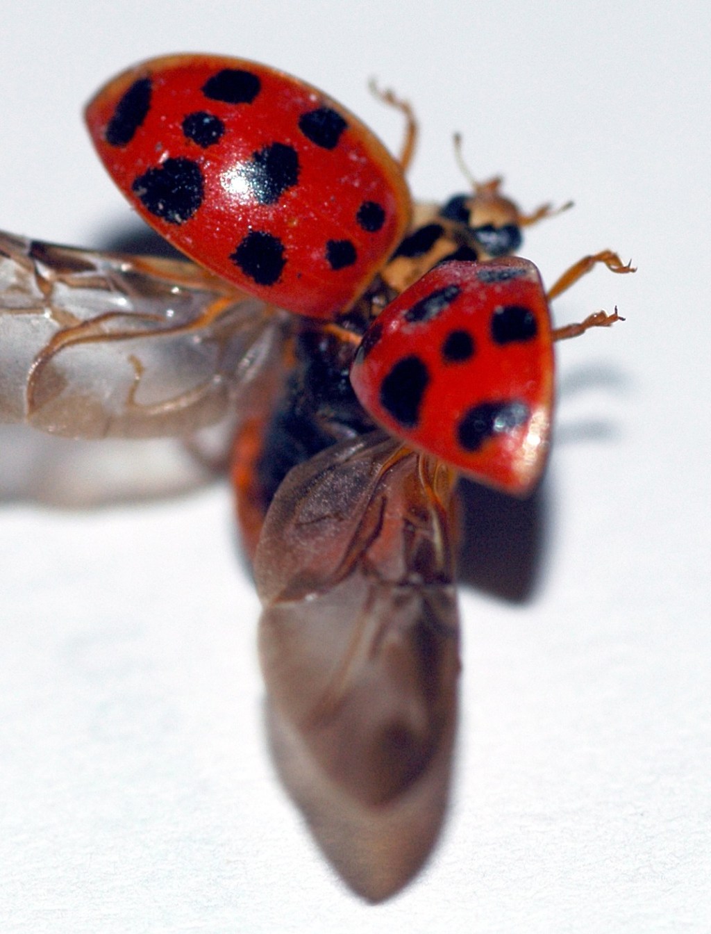 Estrutura de dados:&nbsp;registros